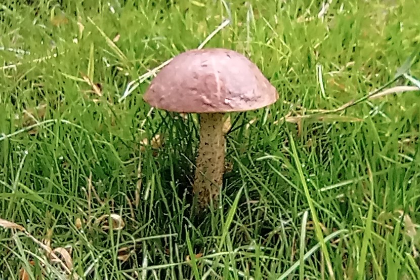 Brown birch bolete